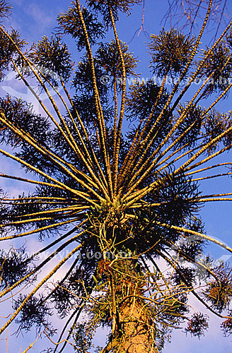  (Araucaria angustifolia) Top of a Parana pine or araucaria tree 