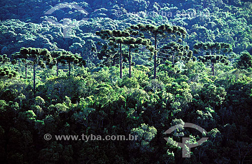  (Araucaria angustifolia) Araucaria tree or parana pines forest - Paraná state - Brazil 