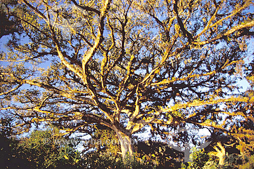  Top of a tree 
