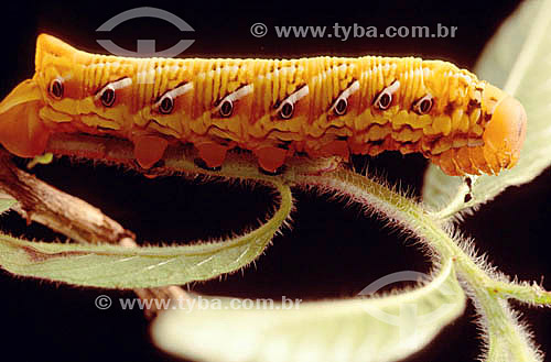  Caterpillar 