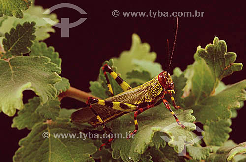  (Tropidacris collaris) - grasshoper 