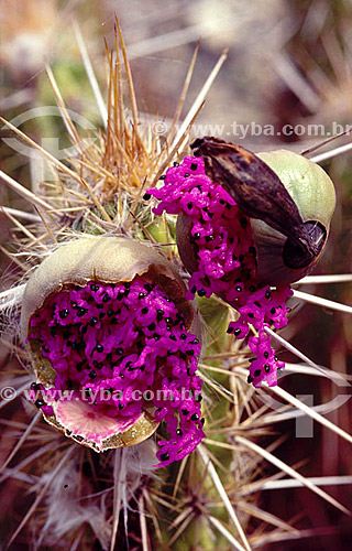  (Pilocereus gounellei) - Cactus fruit - Caatinga Ecosystem - Brasil 