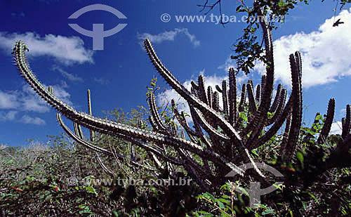 (Cereus jamacaru) Cactus - Mandacaru - Caatinga Ecosystem - Brazil 