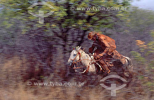  Northeastern brazilian cowboy wearing leather clothes by horse - Caatinga Ecosystem - Brazil 