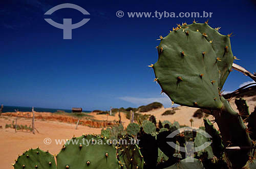  Cactus 
