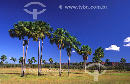  (Mauritia vinifera) 