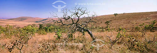  Serra da Canastra National Park - Cerrado vegetation - South of Minas Gerais state - Brazil 