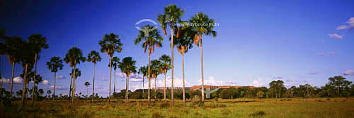  (Mauritia vinifera) 