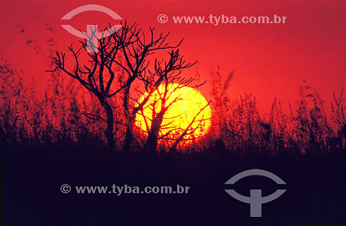  Sunrise in the Cerrados - Emas National Park - Cerrados of Goias state - Brazil 