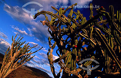  (Cereus jamacaru) Mandacaru cactus - Sergipe state - Brazil 