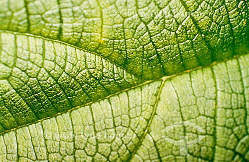  Leaf detail 