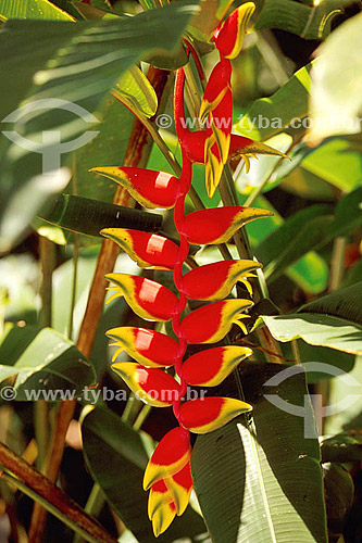 Plant - Flor 