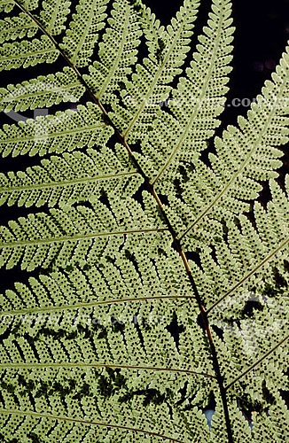  Fern - plant 