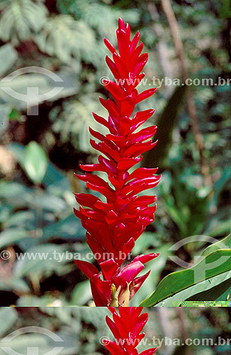  (Etlingera elatior) Ginger torch - Flower 