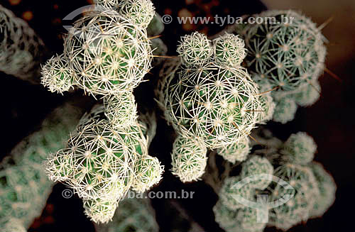  Cactus - plant 