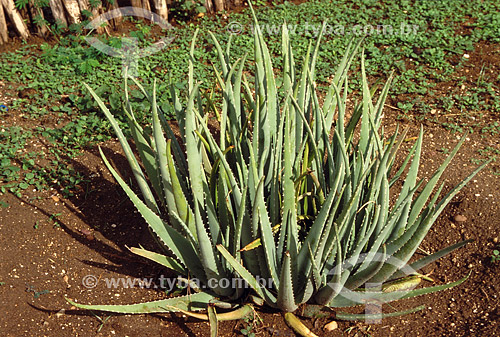  (Aloe vera) Aloe Leaf - plant 