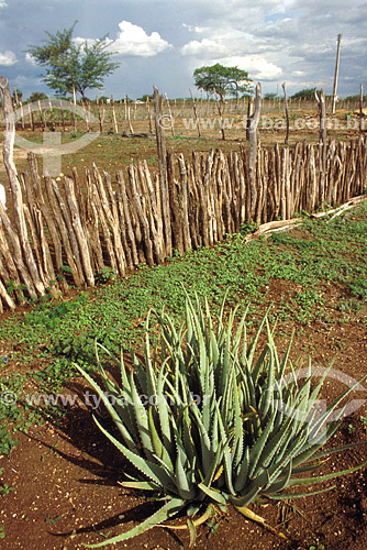  (Aloe vera) Aloe Leaf - plant 