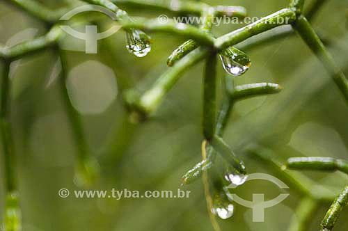  Water drop on a plant in an Atlantic Rain Forest area - Brazil 