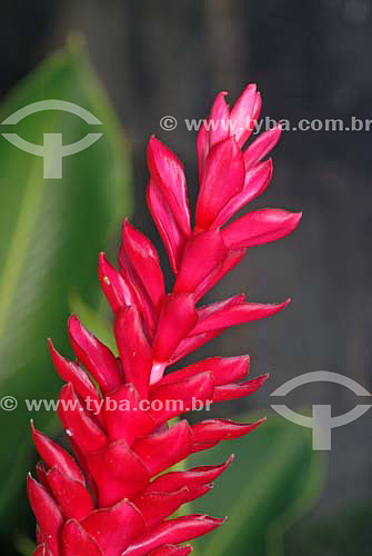  Red Ginger (Alpinia Purpurata) 