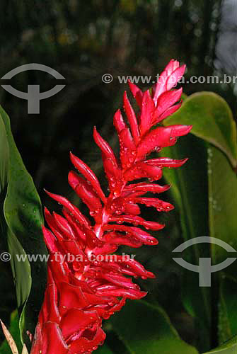  Red Ginger (Alpinia Purpurata) 