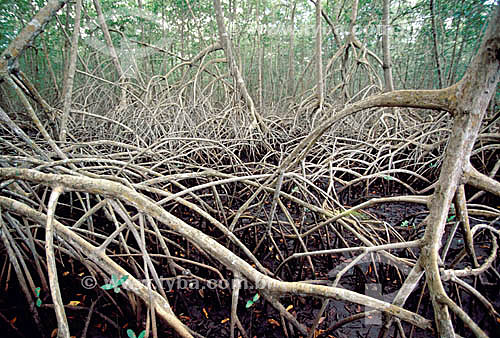  (Rhizophora mangle) Red Mangrove 