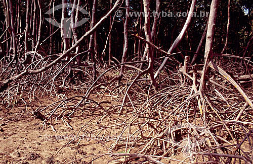  Mangrove - Preguiça River - Maranhao state - Brazil 