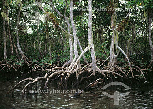  Aerial roots in mangrove - Serra do Mar (Sea Mountain Range)* - Parana state - Brazil  * The area of the Atlantic Forest, from Jureia Mountain Range in Iguape (Sao Paulo state) to the Ilha do Mel Island (Honey Island) in Paranagua (Parana state), is 