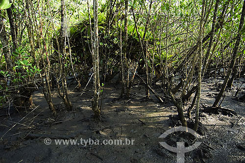  Mangrove - Ubatumirim - Ubatuba region - Sao Paulo state - Brazil - april 2007 