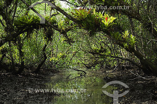  Bromelias in Mangrove - Ubatumirim - Ubatuba region - Sao Paulo state - Brazil - april 2007 