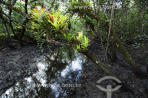  Bromelias in Mangrove - Ubatumirim - Ubatuba region - Sao Paulo state - Brazil - april 2007 