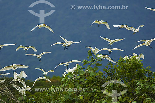  Herons flying in mangrove area - Ubatuba region - Sao Paulo state - Brazil - april 2007 