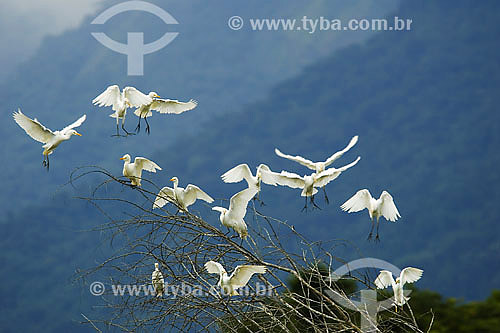  Herons flying in mangrove area - Ubatuba region - Sao Paulo state - Brazil - april 2007 