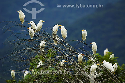  Herons flying in mangrove area - Ubatuba region - Sao Paulo state - Brazil - april 2007 