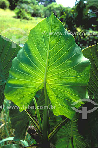  (Montrichardia arborescens) - leaves of the 