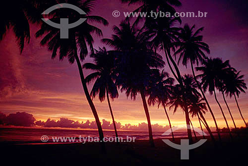  Palm trees at sunset - Maxaranguape city - Rio Grande do Norte state - Brazil 