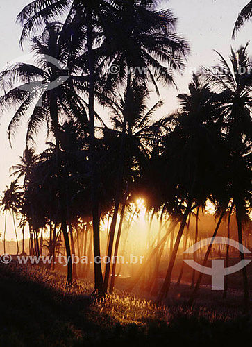  Coconut trees at sunset 