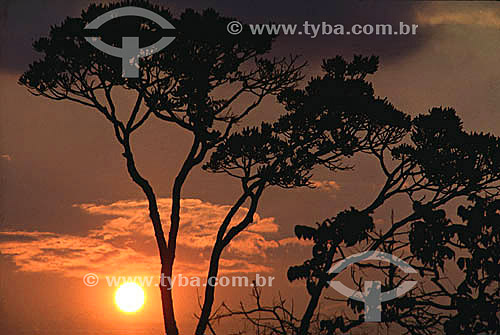  Sunset between trees at Federal District - Brazil 