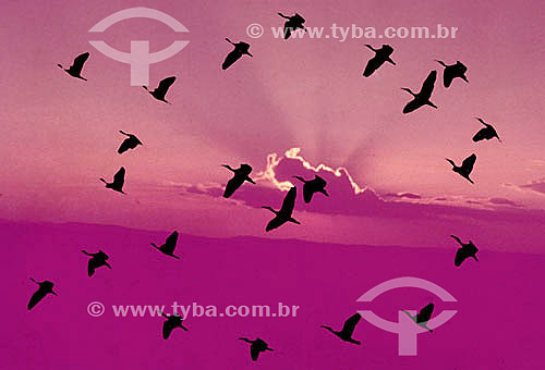  Group of birds at sunset - Brazil 