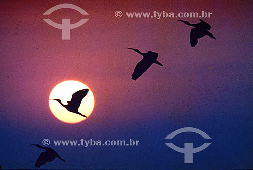  Birds at sunset - Brazil 
