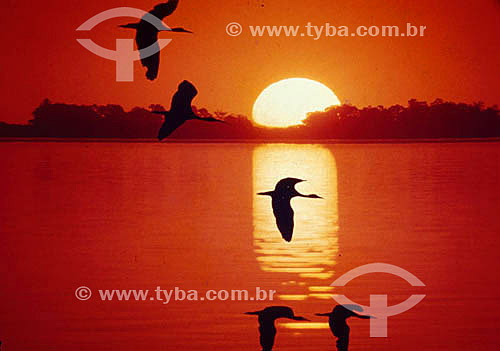  Birds and river at sunset - Brazil 