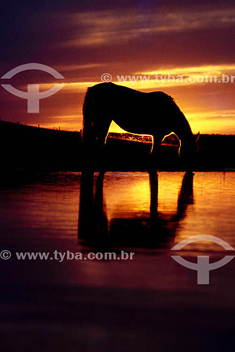  Silhouette of a horse at sunset 