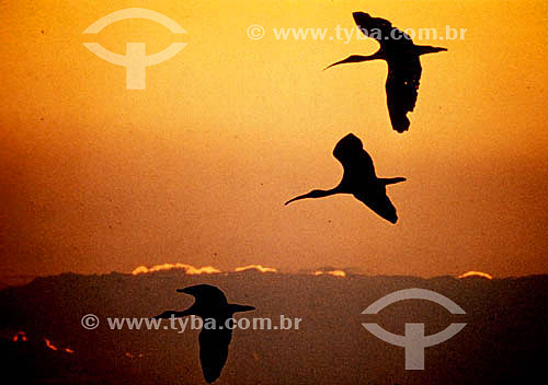  Birds at sunset - Brazil 