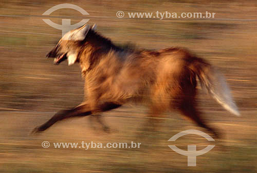  (Chrysocyon brachyurus) ManedWolf 