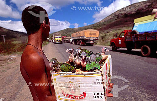  Ilegal wild animals sale (parrots) in a road - Animal traffic 