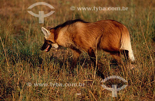  Maned Wolf 