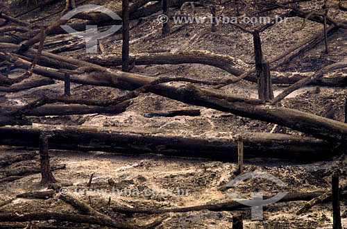  Trunks of tree - burning in the Amazonian - Brazil 