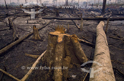  Trunks of tree - burning in the Amazonian - Brazil 