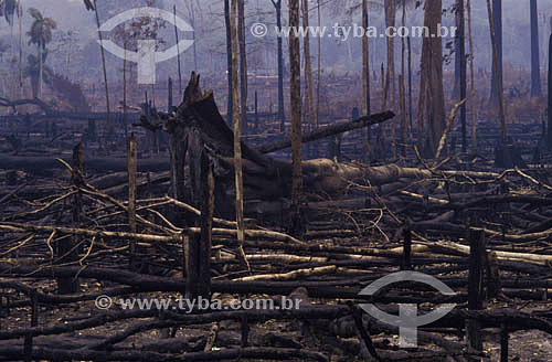  Trunks of trees - burning in the Amazonian - Brazil 