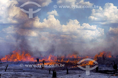  Burning - Caatinga Ecosystem - Pernambuco state - Brazil 