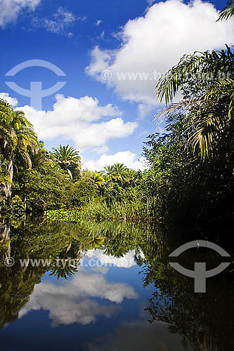  Marimbus do Remanso - a wetlands area in the Chapada Diamantina - Bahia state - Brazil 